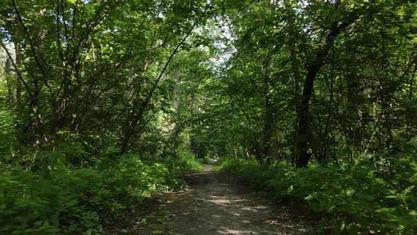 Slow Motion View of Green Forest By Day