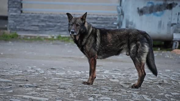 Stray dog alone in the street