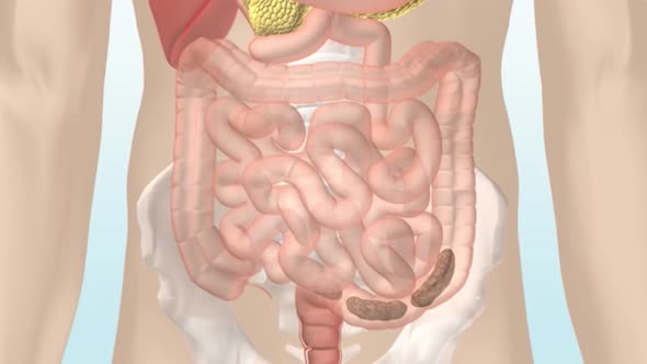 large intestine food digestion 3d