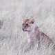 Lioness In Tall Grass Looking Around Slow Motion - VideoHive Item for Sale