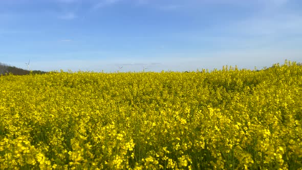 Slow panning shot showing yellow blooming oil seed canola field during sunny day and blue sky.