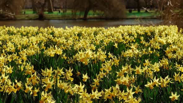 Daffodils Herald Early Spring in London