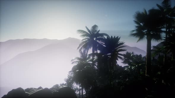 Sunset Beams Through Palm Trees