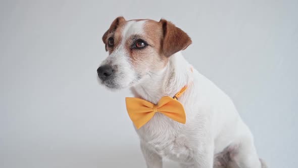 Studio Shot of an Adorable Calm Jack Russell Terrier with a Yellow Tie Tied Around His Neck in Front