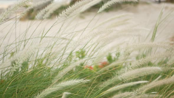 Close Up of Tall Grass. Scenic View of Garden Part with High Green Grass. Spikelets in a Vintage