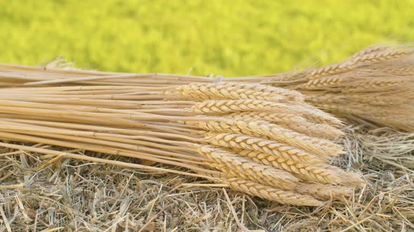 Ripe Rye and Wheat Ears and Fresh Hay