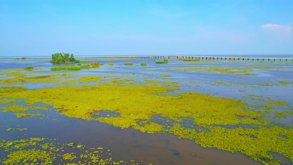 Aerial view from a drone over green and yellow plants in a large wetland