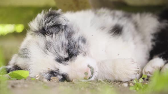 A Cute Little Puppy Sleeps on the Ground  Closeup