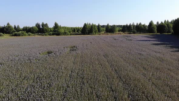 4 Flowering Field Of Phacelia