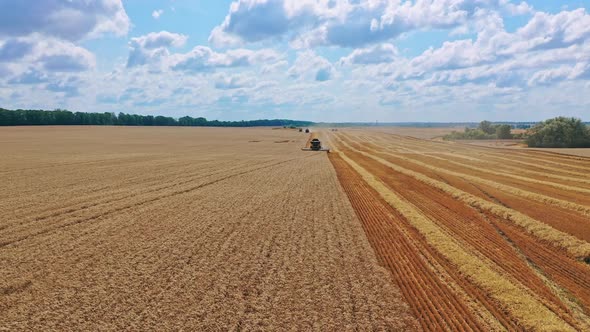 Golden field under blue sky in harvesting season. 