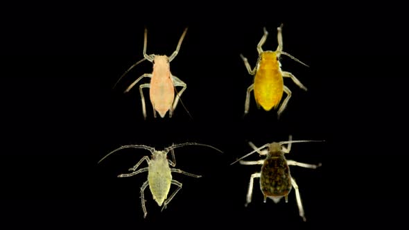 Aphid Under a Microscope, an Insect Living on Leaves of Trees and Shrubs, Feeds on Plant Sap