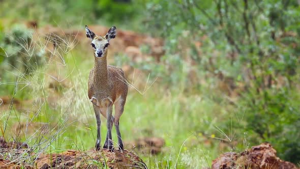 Klipspringer in Mapungubwe National park, South Africa