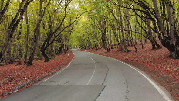 B Ack View Tracking Of Car Driving In A Forest