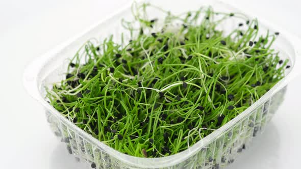 Micro greens. fresh onion micro greens in container for delivery or sale on white background