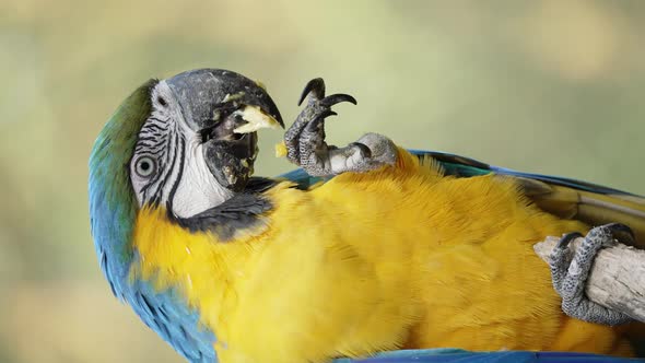 Slow motion shot of blue and yellow macaw Ara ararauna feeding himself with legs, close up, vertical