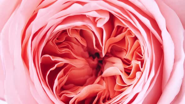 Beautiful Pink Rose Rotating on White Background Macro Shot