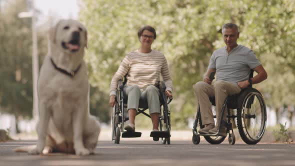 Wheelchair Couple with Labrador Retriever in Park