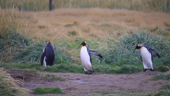 Royal Penguins On Tierra Del Fuego In Chile