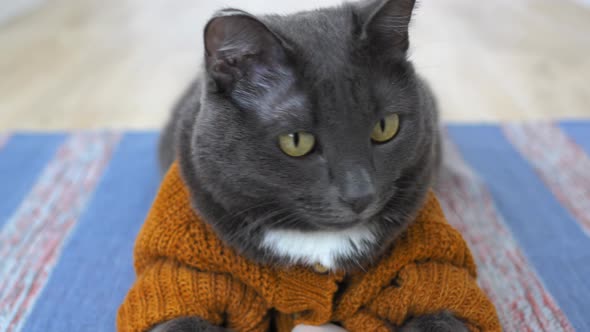 A Beautiful Gray Cat Closeup Lies on a Rug in an Animal Costume in the Form of a Knitted Brown