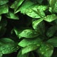 Green Leafs with Dew Drops After Rain - VideoHive Item for Sale