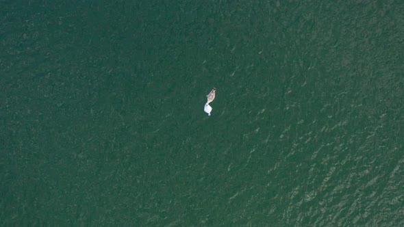 AERIAL: Top Shot of Seagull Eating Dead Plaice in Green Colour Sea with Rippling Waves