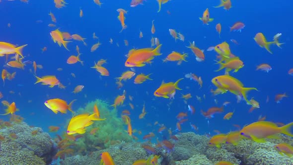 Tropical Happy Orange Fish