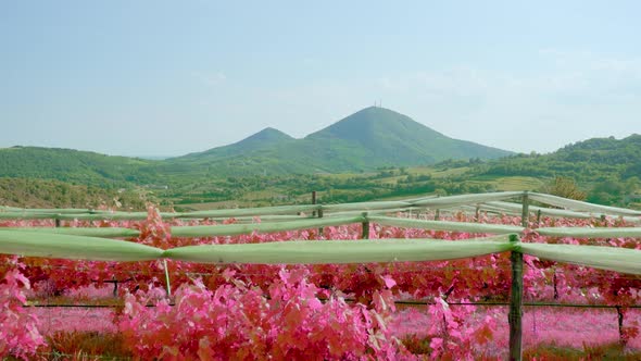 Pink Vineyards in the Italian Hills