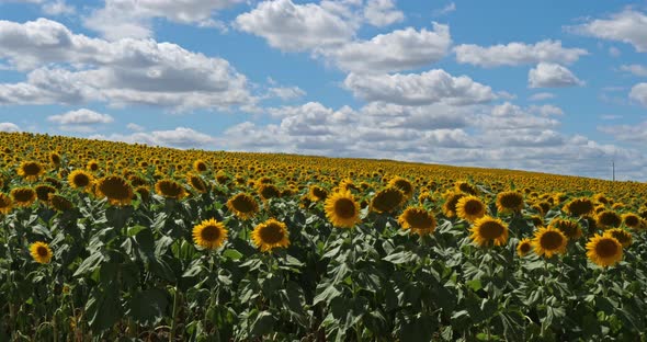 Field of sunflowers, Lot et Garonne , France.