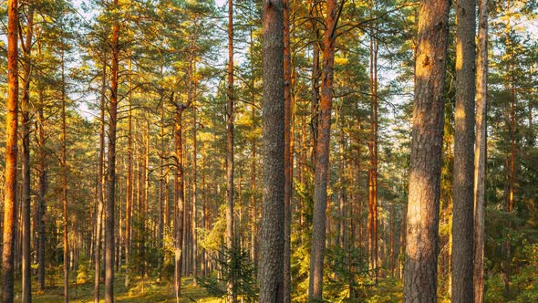 Time Lapse Autumn Forest At Sunset