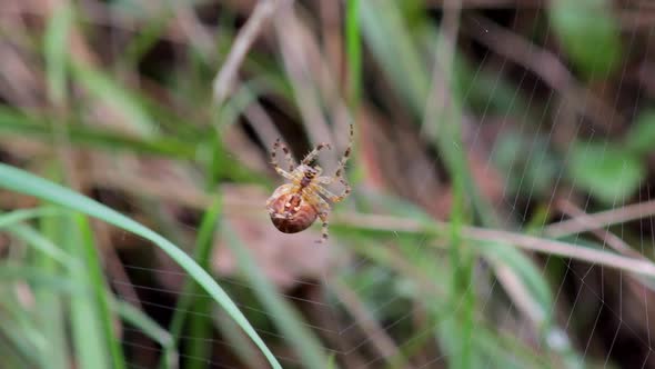 Spider making a web. Spider insect behavior. Danger, hunter, predator making a dangerous trap.