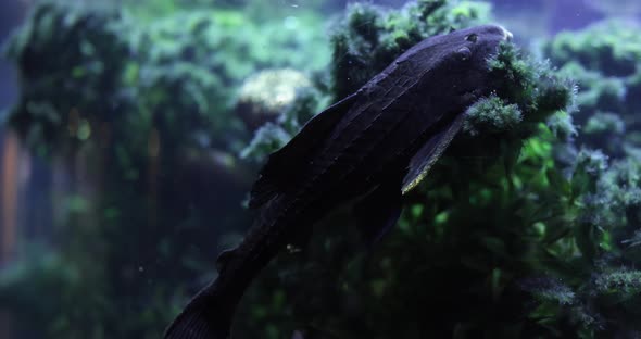 Sucker Catfish or Common Pleco Hypostomus Plecostomus Closeup