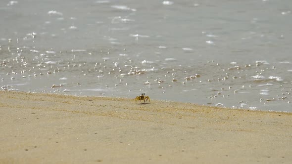 Crab on the Sandy Beach