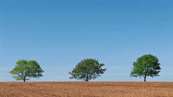 Trees On The Horizon In Field