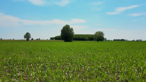 Green Wheat Field