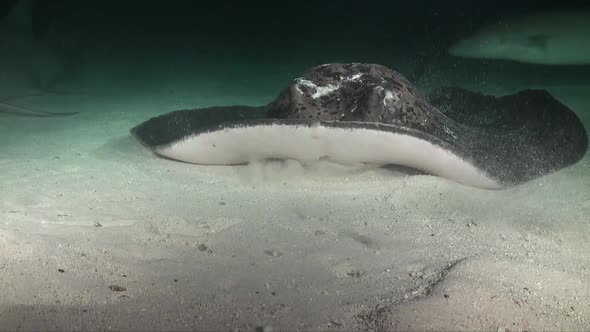 close up of black-blotched stingray swimming over sandy ground at night.