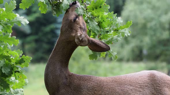Roe deer eating acorns from the tree, Capreolus capreolus. Wild roe deer in nature.