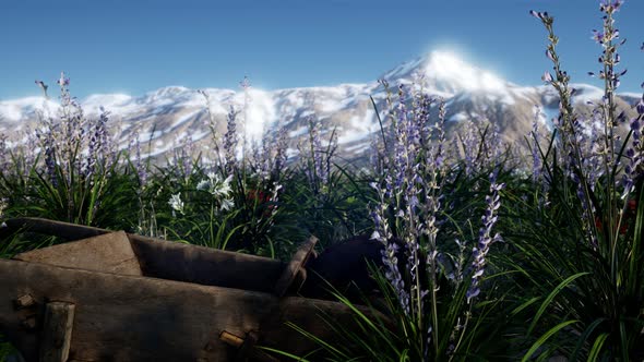 Lavender Field with Blue Sky and Mountain Cover with Snow