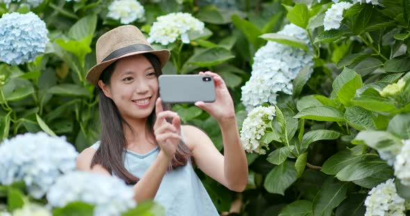 Young Woman taking selife on cellphone in Hydrangea farm 