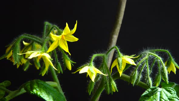 Bush of tomato with flowers on a black background.