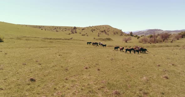 Flight Over Wild Horses Herd on Mountain Meadow. Summer Mountains Wild Nature. Freedom Ecology