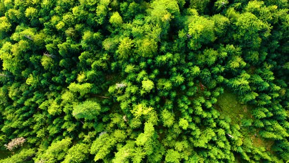 Aerial view: Fly over Green lush Pine tree forest. Flying above Spruce tree tops