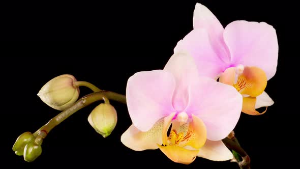 Blooming Pink Orchid Phalaenopsis Flowers