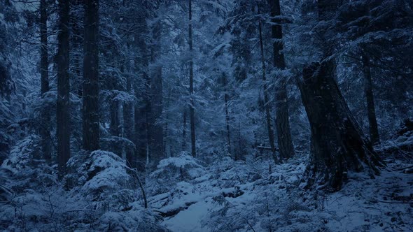 Forest Slope With Snow Falling In The Evening