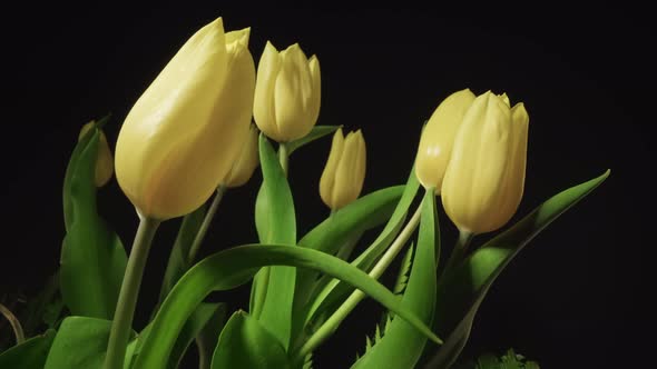 Bright Yellow Tulips with Green Leaves on Black Background