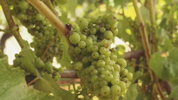 Bunched ripe sauvignon blanc awaits harvest on the vines