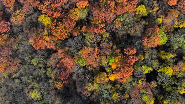 Aerial View on Top Amazingly Beautiful Autumn Colorsforeststrees Aerial Drone Flyover View