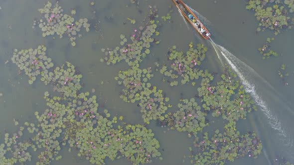 Boat In Lake Of Red Lotuses 