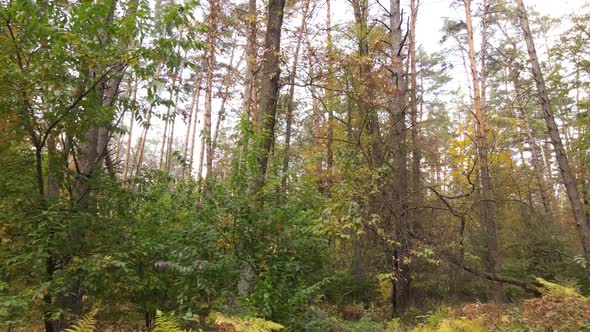 Forest with Trees in an Autumn Day