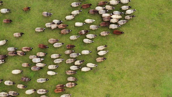 Flock of Sheep in a green meadow. Aerial view of a farm with sheeps.