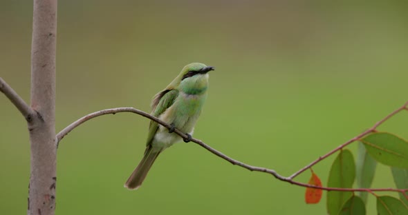 Fly In of a Juvenile Small Green Bee-eater with a kill and landing on the perch in Green Front on